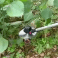 Podadora Cortadora Jardín Profesional + Accesorios Incluidos